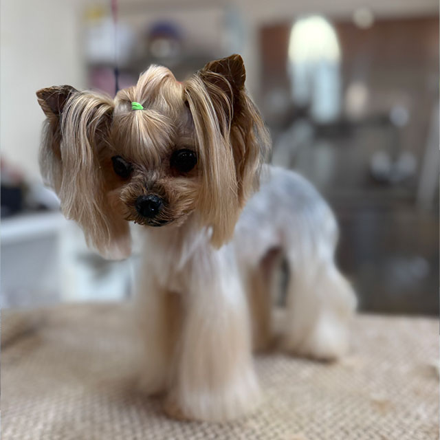 ワンちゃんの気持ちに寄り添いながらトリミングにあたっています