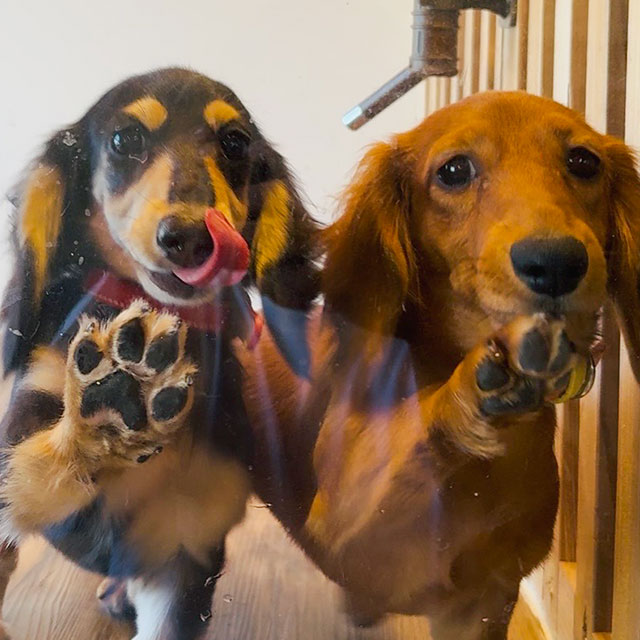 お泊りも一時預かりでもお気軽にご利用ください